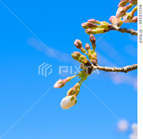 桜の季節のスナップ 99383508