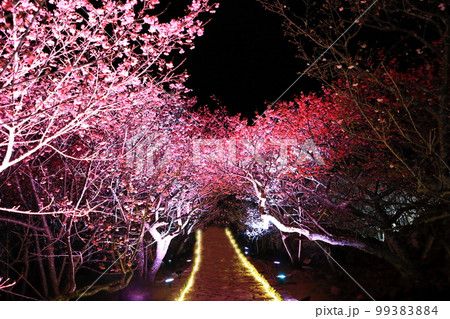 今帰仁グスク桜まつり ライトアップ 今帰仁グスク桜まつり ライトアップ 99383884