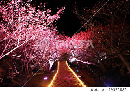 今帰仁グスク桜まつり　ライトアップ 99383885