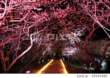 今帰仁グスク桜まつり　ライトアップ 99383886