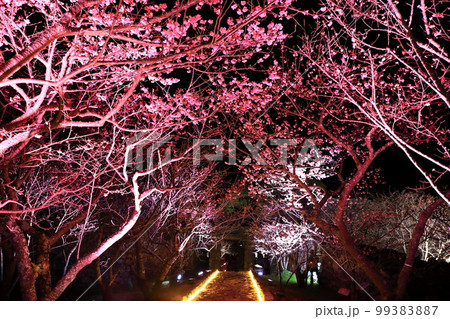 今帰仁グスク桜まつり　ライトアップ 99383887