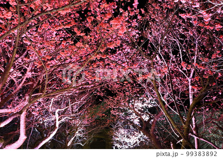 今帰仁グスク桜まつり　ライトアップ 99383892