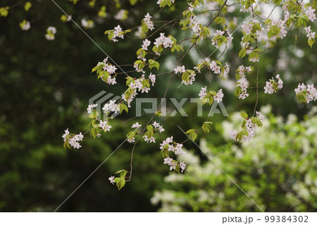 植物 99384302