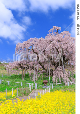 福島_満開の三春滝桜 福島_満開の三春滝桜 99384496