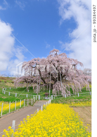 福島_満開の三春滝桜 福島_満開の三春滝桜 99384497