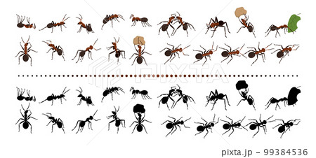 Red ants. Nature insects group. Garden termites. Bugs black silhouettes. Life species. Isolated natural small animals crawling and carrying leaves. Beetle actions set. Vector current design collection 99384536