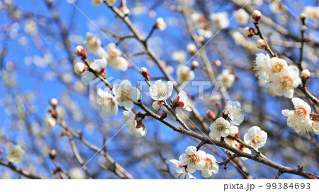 南部梅林公園・梅の花（和歌山県南部町） 99384693