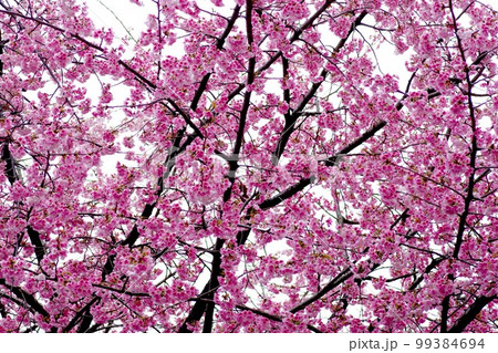 桜 桜 99384694