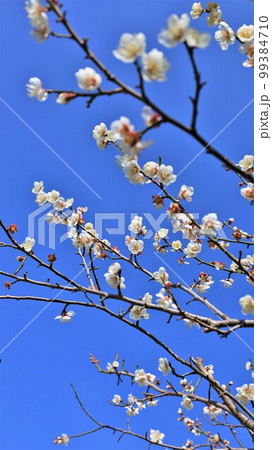 南部梅林公園・梅の花（和歌山県南部町） 99384710