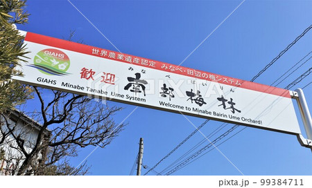 南部梅林(和歌山県南部町) 南部梅林(和歌山県南部町) 99384711