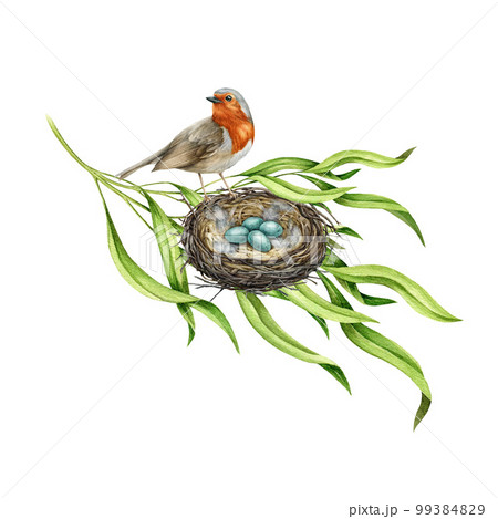 Robin bird on the nest with eggs. Watercolor illustration. Garden small songbird siting on the nest in the tree branch. Nature scene image. Realistic natural decor with robin bird, green leaves, nest 99384829