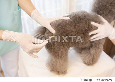 トイプードルに注射をする女性獣医師 99384929