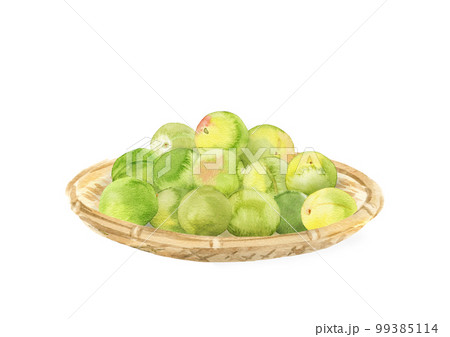 竹かごにのせた梅酒用の青梅 水彩イラスト 竹かごにのせた梅酒用の青梅 水彩イラスト 99385114