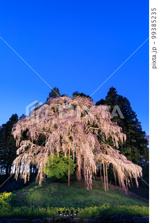 福島_合戦場のしだれ桜ライトアップ夜桜 99385235