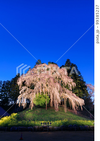 福島_合戦場のしだれ桜ライトアップ夜桜 福島_合戦場のしだれ桜ライトアップ夜桜 99385237