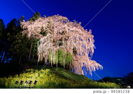 福島_合戦場のしだれ桜ライトアップ夜桜 99385238