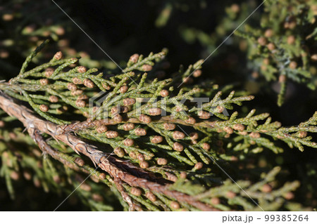 Pfitzer Juniper Pfitzer Juniper 99385264