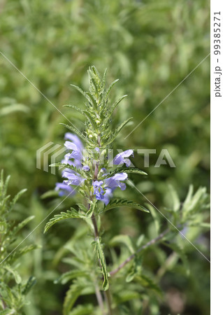 Moldavian dragonhead Moldavian dragonhead 99385271