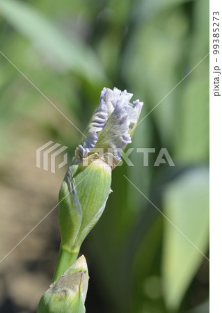 Border Bearded Iris Ci Sei Border Bearded Iris Ci Sei 99385273