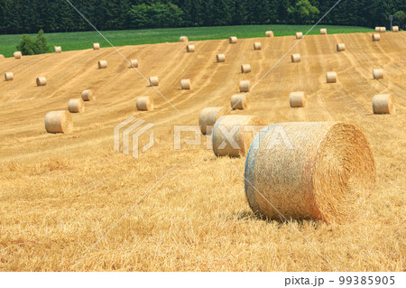 北海道_麦草ロールの転がる美瑛の風景 北海道_麦草ロールの転がる美瑛の風景 99385905