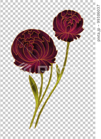 Isolated bright burgundy floral design elements. Two Peony flowers with green leaves with gold contour on white background. Isolated bright burgundy floral design elements. Two Peony flowers with green leaves with gold contour on white background. 99386037