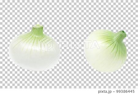 新玉ねぎ 新たまねぎ イラスト リアル セット 新玉ねぎ 新たまねぎ イラスト リアル セット 99386445
