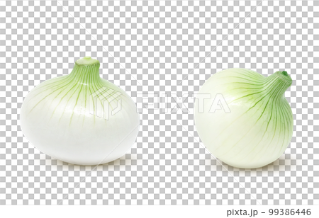新洋蔥 新洋蔥插畫實景圖 99386446