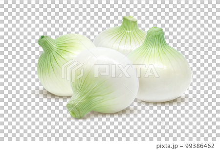 New onion New onion illustration real set 99386462