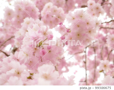 咲き誇る公園の枝垂桜 花にピント ~ソフトフォーカス版 咲き誇る公園の枝垂桜 花にピント ~ソフトフォーカス版 99386675