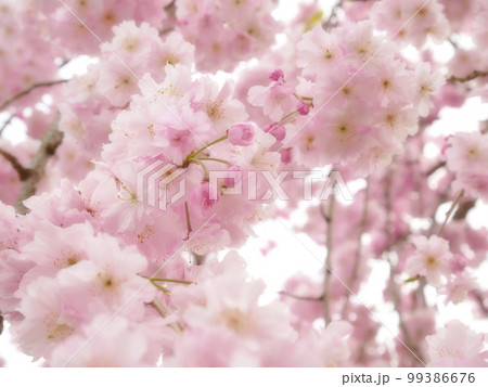 咲き誇る公園の枝垂桜 花にピント ~ソフトフォーカス版 咲き誇る公園の枝垂桜 花にピント ~ソフトフォーカス版 99386676