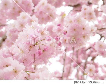 咲き誇る公園の枝垂桜 蕾にピント ~ソフトフォーカス版 咲き誇る公園の枝垂桜 蕾にピント ~ソフトフォーカス版 99386680