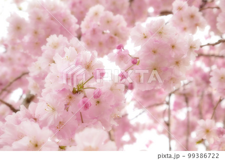 咲き誇る公園の枝垂桜 花にピント ~ソフトフォーカス版 ~3:2バージョン 咲き誇る公園の枝垂桜 花にピント ~ソフトフォーカス版 ~3:2バージョン 99386722