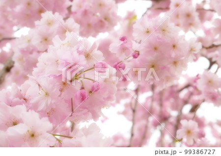 咲き誇る公園の枝垂桜　蕾にピント　～ソフトフォーカス版　～3:2バージョン　 99386727