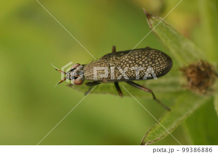 Closeup on a black winged snail killing fly, Coremacera marginata sitting on a green leaf in the garden Closeup on a black winged snail killing fly, Coremacera marginata sitting on a green leaf in the garden 99386886
