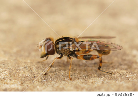 Closeup on the odd shaped Snouted Duckfly hoverfly, Anasimyia lineata, sitting on wood Closeup on the odd shaped Snouted Duckfly hoverfly, Anasimyia lineata, sitting on wood 99386887