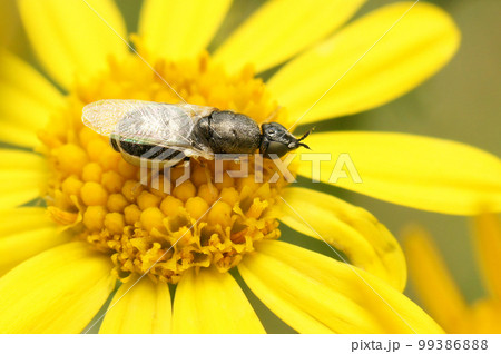 Closeup on the Common Green Colonel, Oplodontha viridula, sitting on a yellow flower Closeup on the Common Green Colonel, Oplodontha viridula, sitting on a yellow flower 99386888