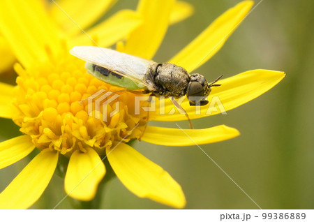 Closeup on the Common Green Colonel, Oplodontha viridula, sitting on a yellow flower Closeup on the Common Green Colonel, Oplodontha viridula, sitting on a yellow flower 99386889