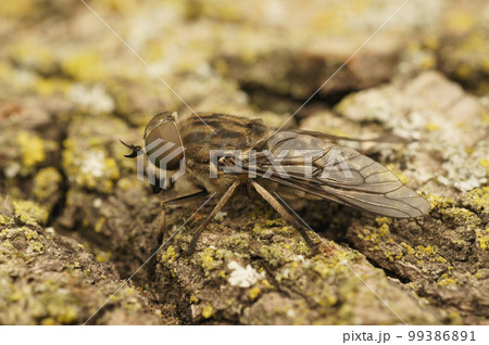 Closeup on a grey colored horse or cleg fly, Tabanus autumnalis sitting on wood 99386891