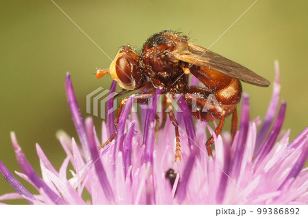 Closeup on the odd shaped , Ferruginous Bee-grabber fly, Sicus ferrugineus, sitting on a purple knapweed flower 99386892