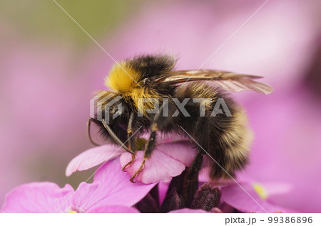 Closeup on the forest four colored cuckoo-bumblebee, Bombus sylvestris on a pink walflower, Erysimum cheiri Closeup on the forest four colored cuckoo-bumblebee, Bombus sylvestris on a pink walflower, Erysimum cheiri 99386896