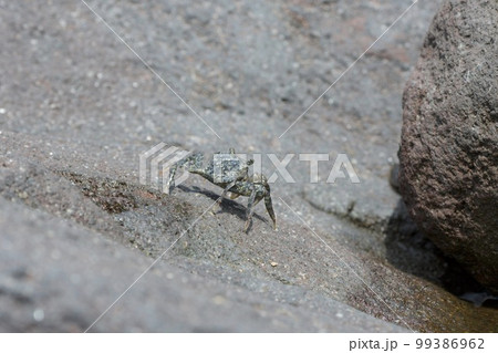 岩の上のカニ、保護色に姿をくらます。 99386962