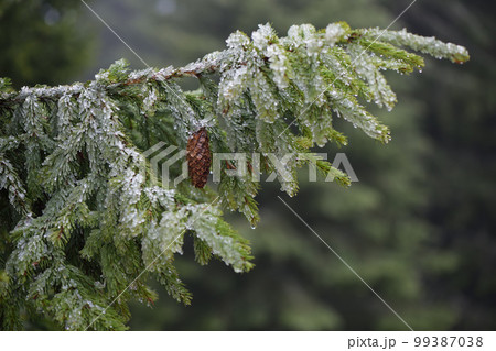 Spruce branch in hoarfrost 99387038
