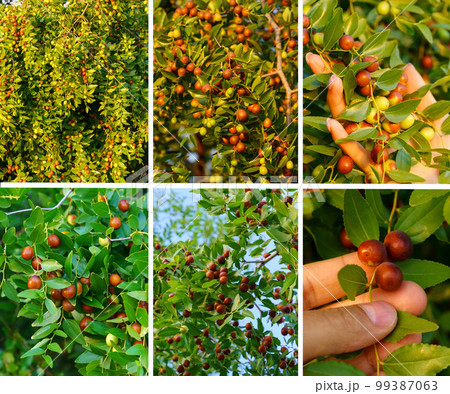 Ziziphus jujuba, commonly called jujube, red date, Chinese date collage. Square image 99387063