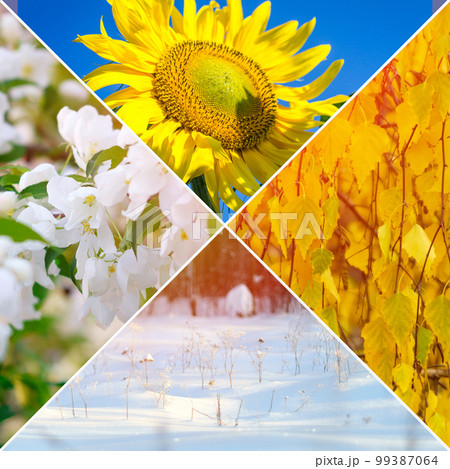 Four seasons, spring, summer, autumn and winter. Nature collage with seasonal scenics. Square photo 99387064