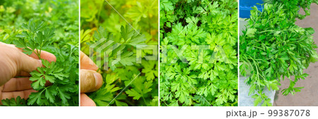 Harvest parsley collage, organic vegetables and green. Set, collage. Panorama format. 99387078