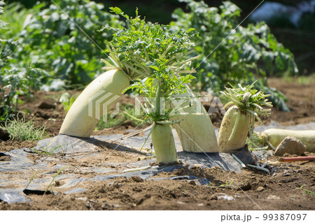 試験栽培の大根 99387097