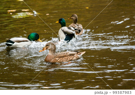 Ducks swimming on the lake Ducks swimming on the lake 99387983