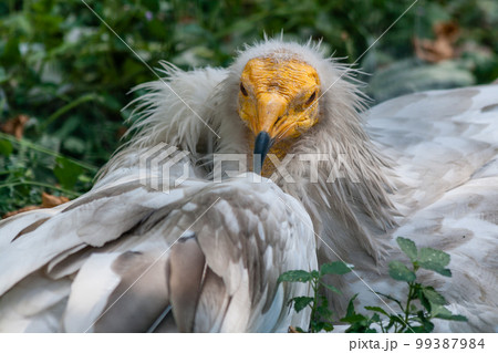 Common vulture (Neophron percnopterus) Common vulture (Neophron percnopterus) 99387984