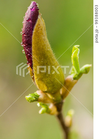 Macro Magnolia bud covered with drops 99388003