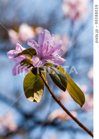 Macro of a branch of Ledum flower Macro of a branch of Ledum flower 99388039